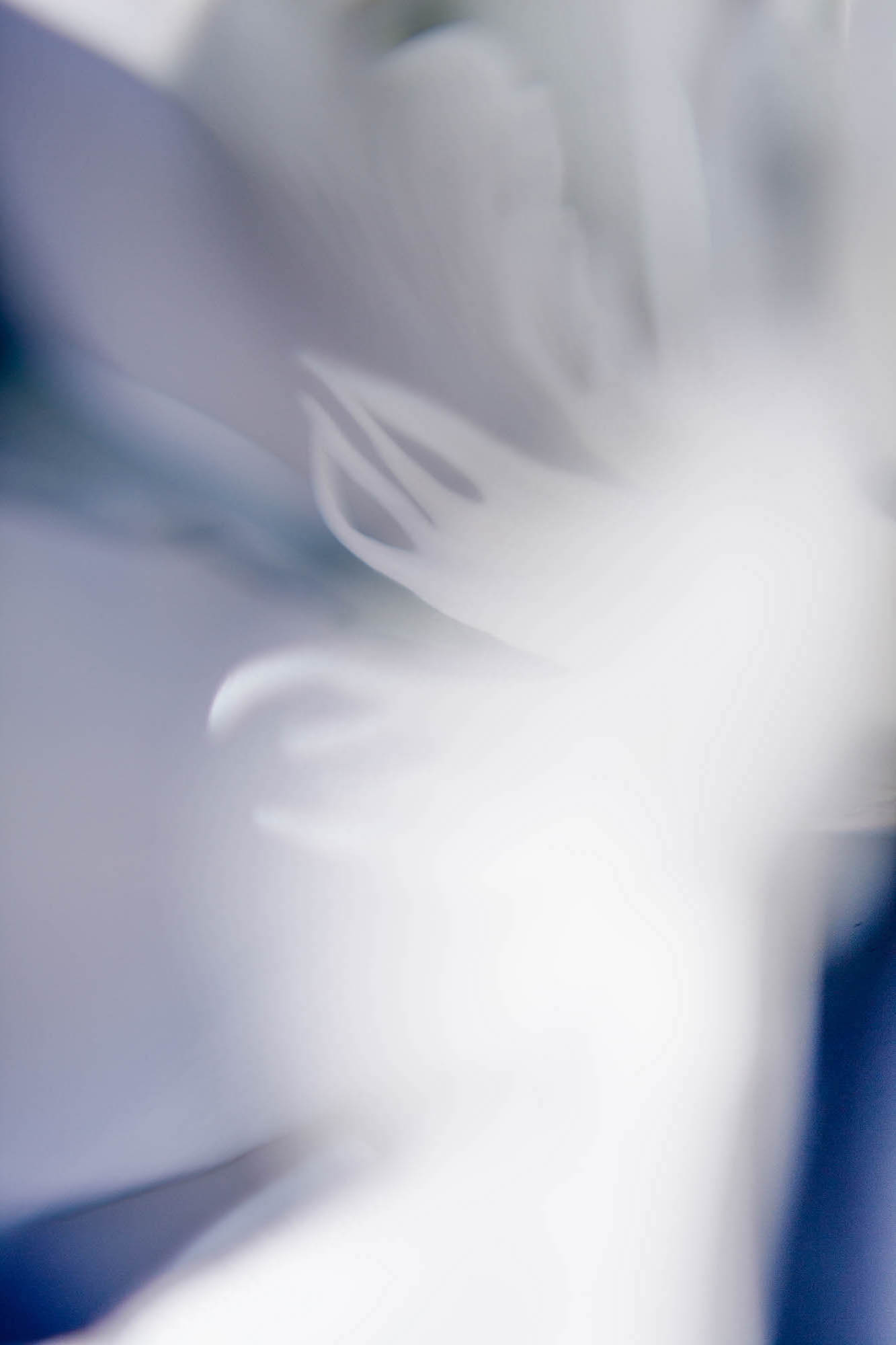 Photo de l'œuvre Etude 3 -Laurier Mont Blanc ou laurier rose à fleurs blanches de Dominika Troicka