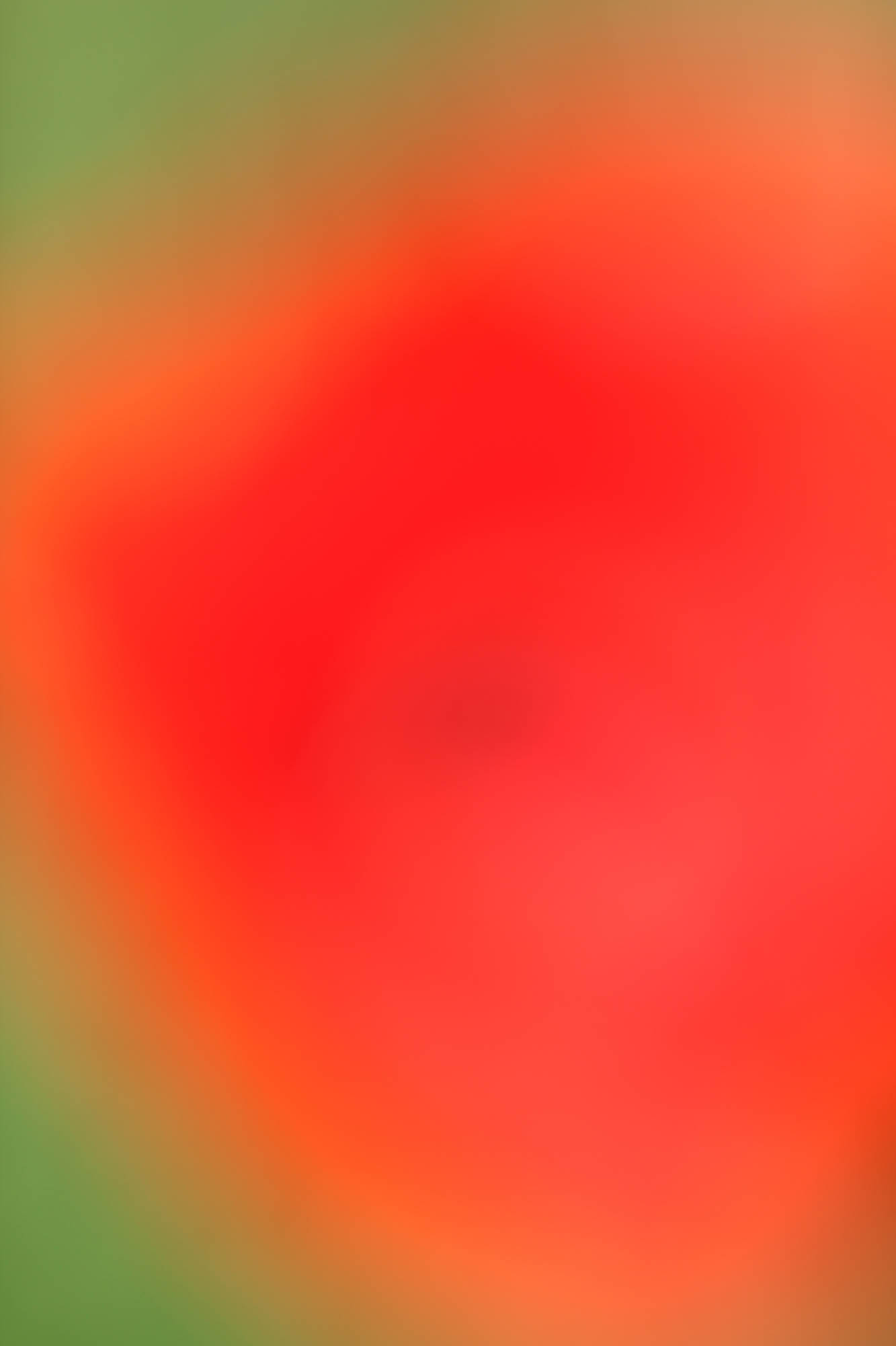 Photo de l'œuvre botanique-coquelicot de Dominika Troicka