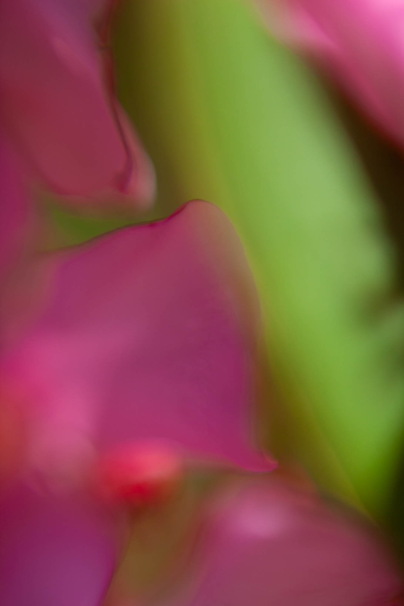 Image de l'œuvre Botanique etude 1 Laurier Rose de Dominika Troicka