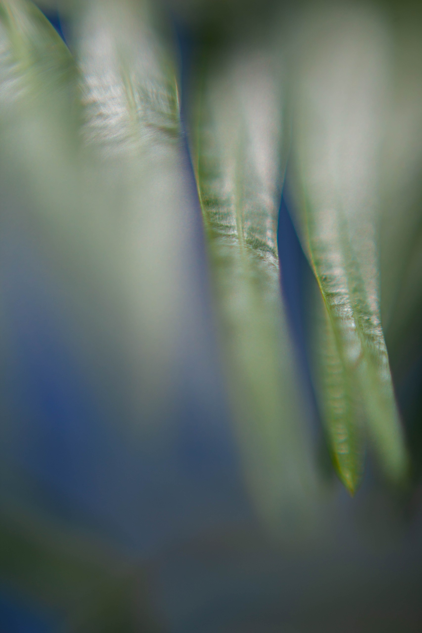 Photo de l'œuvre Botanique Feuille de palmier de Dominika Troicka