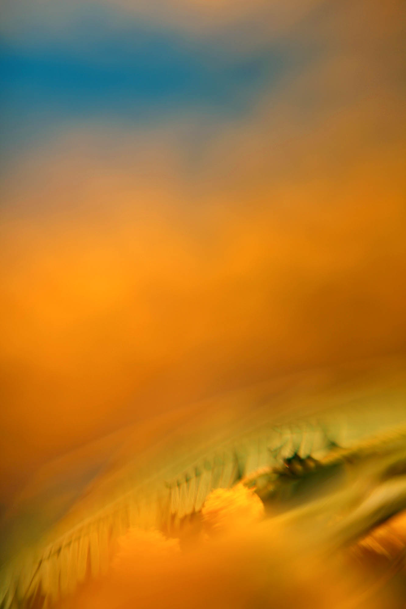 Photo de l'œuvre botanique-mimosa de Dominika Troicka
