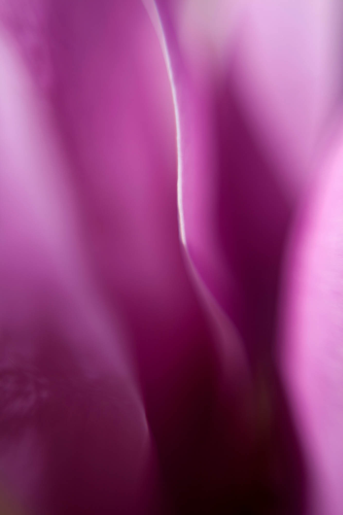 Photo de l'œuvre Botanique - Pétale de magnolia de Dominika Troicka