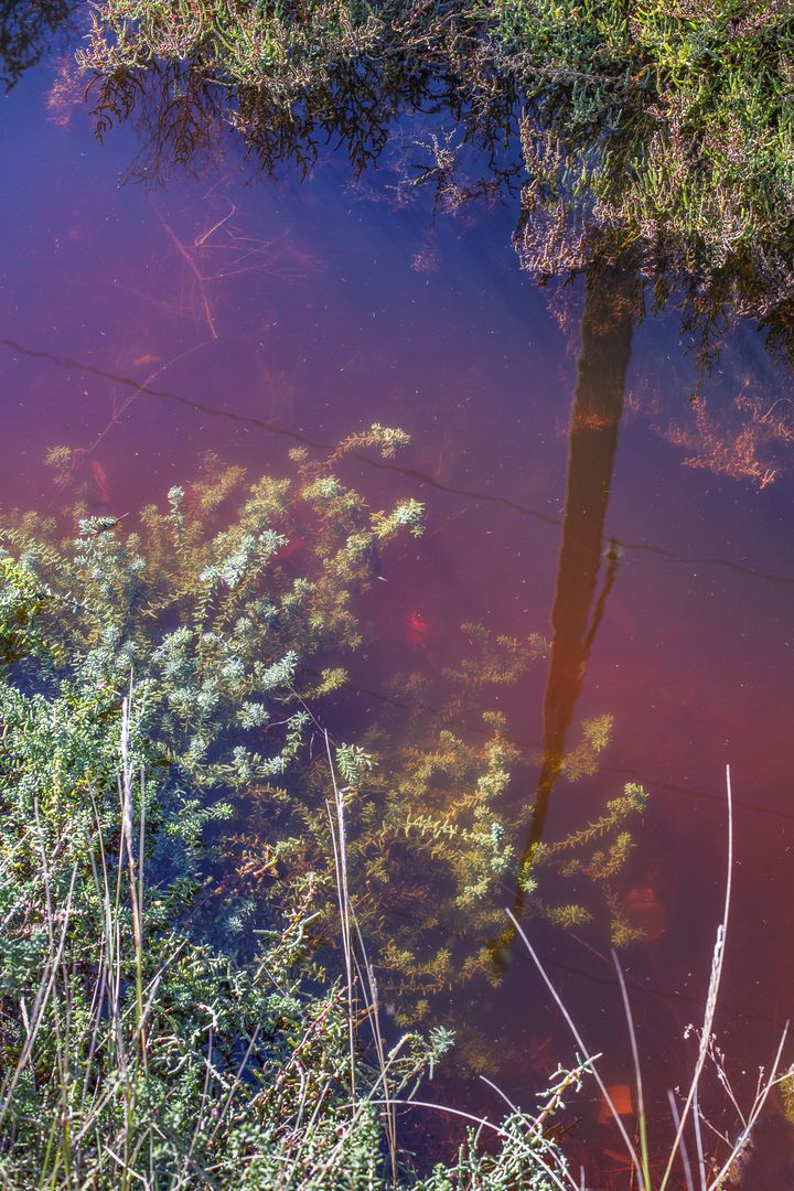Photos de l'œuvre de Dominika Troicka soude ligneuse et salicorne dans l'eau