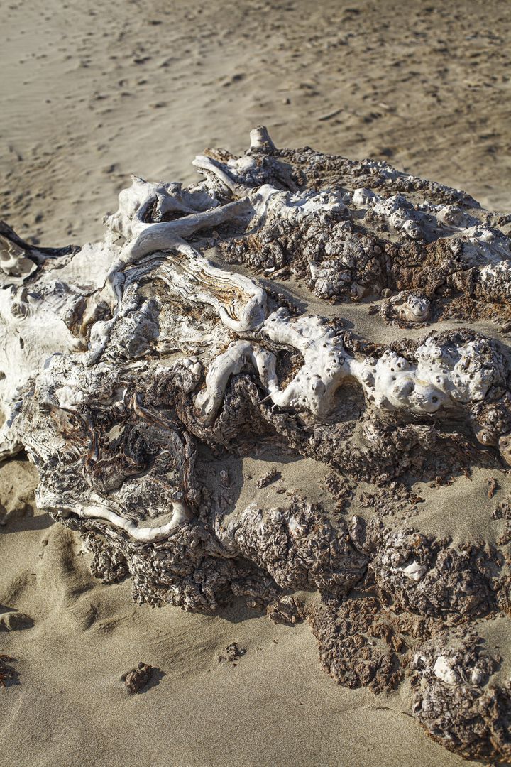 Photos de l'œuvre de Dominika Troicka tronc d'arbre échoué sur la plage de Piémanson